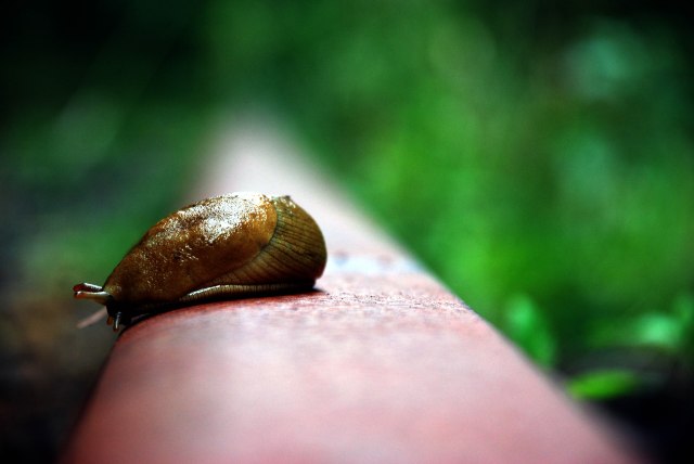 slug on train track
